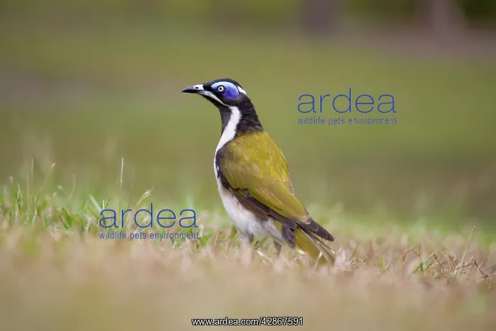: Blue-Faced Honeyeater : Blue-Faced Honeyeater