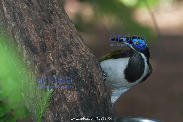 : Blue-faced Honeyeater : Blue-faced Honeyeater