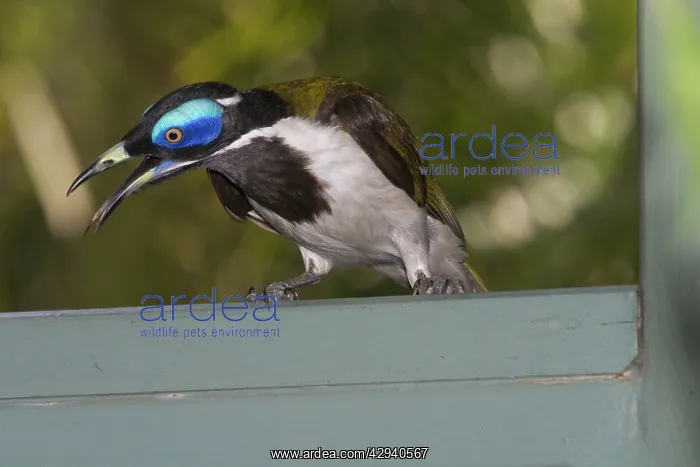 : Blue-faced Honeyeater : Blue-faced Honeyeater