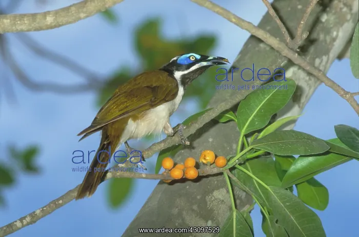 : Blue-faced Honeyeater : Blue-faced Honeyeater