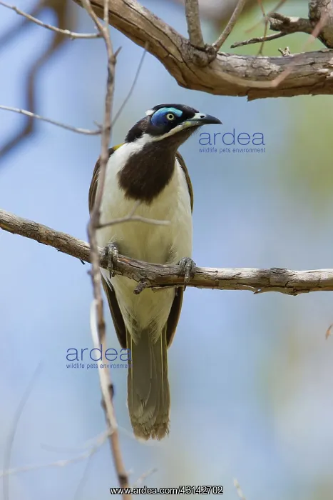 : Blue-faced Honeyeater : Blue-faced Honeyeater
