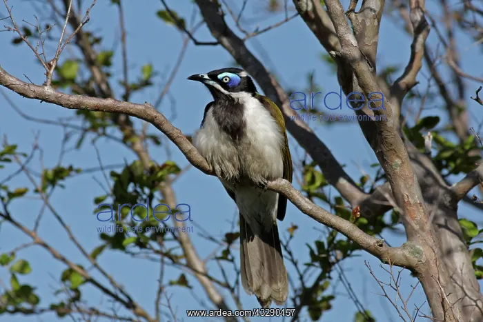 : Blue-faced Honeyeater : Blue-faced Honeyeater
