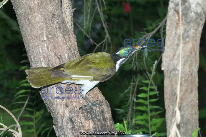 : Blue-faced Honeyeater - near adult : Blue-faced Honeyeater - near adult