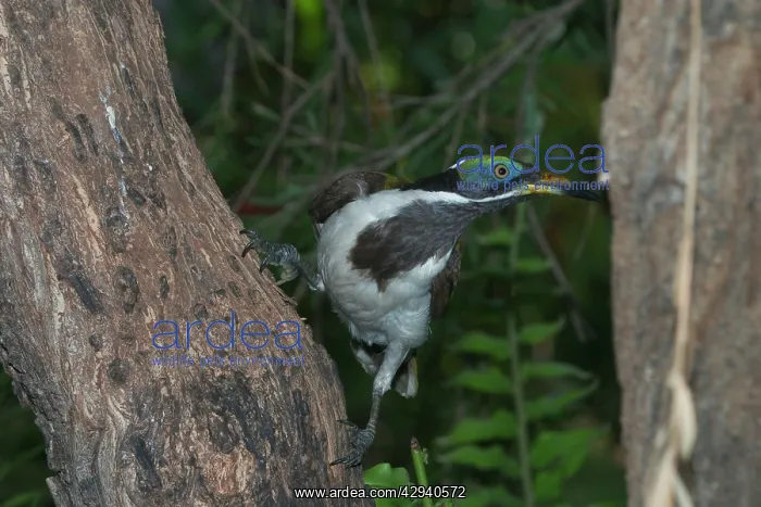 : Blue-faced Honeyeater - near adult : Blue-faced Honeyeater - near adult