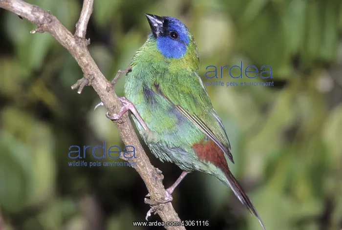  : Blue-faced Parrotfinch male on branch