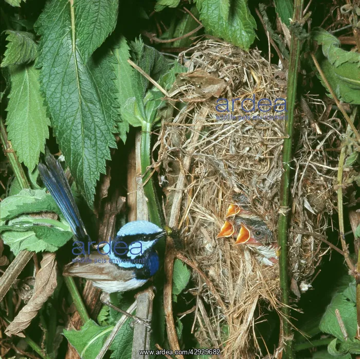 : Blue / Fairy-wren / Superb Blue WREN - Male feeding : Blue / Fairy-wren / Superb Blue WREN - Male feeding