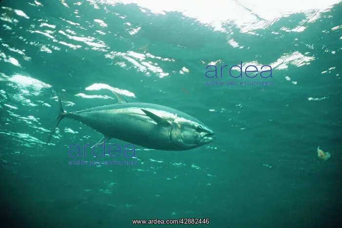 : blue fin TUNA : blue fin TUNA