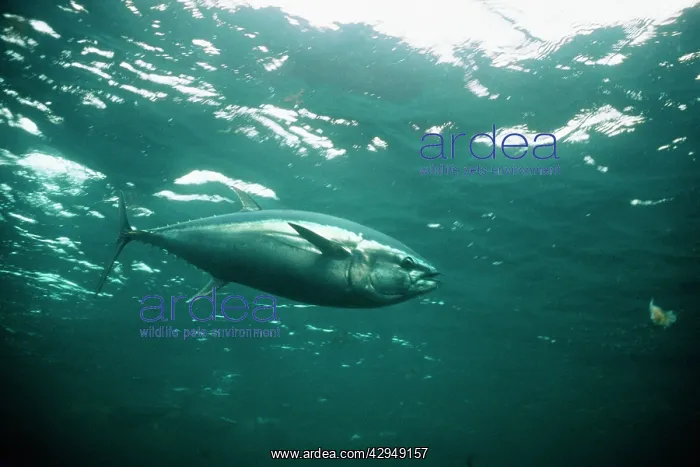 : Blue Fin Tuna - Australia - Worldwide : Blue Fin Tuna - Australia - Worldwide
