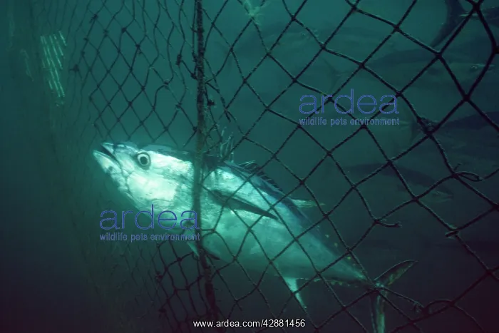 : Blue Fin Tuna - in net : Blue Fin Tuna - in net