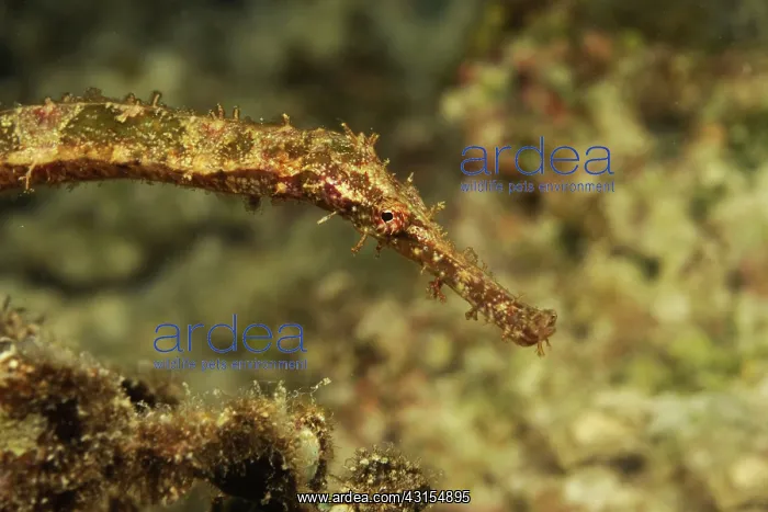 : Blue-finned Ghost Pipefish : Blue-finned Ghost Pipefish