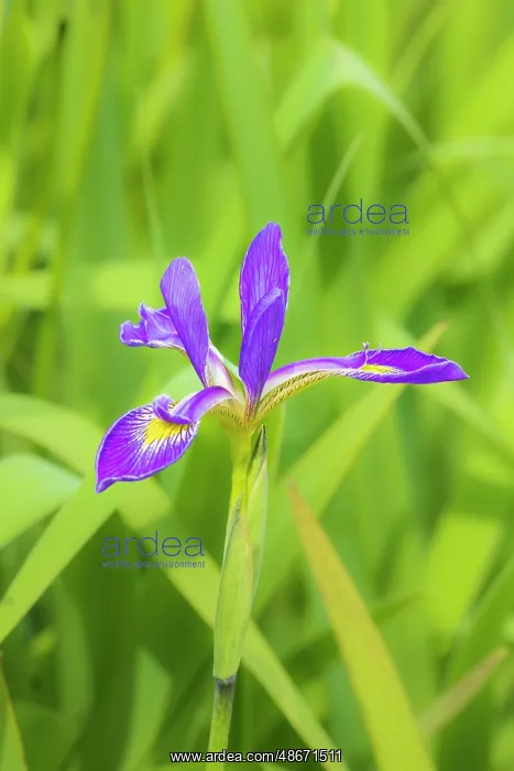 : Blue flag iris in wetland, Marion County, Illinois : Blue flag iris in wetland, Marion County, Illinois