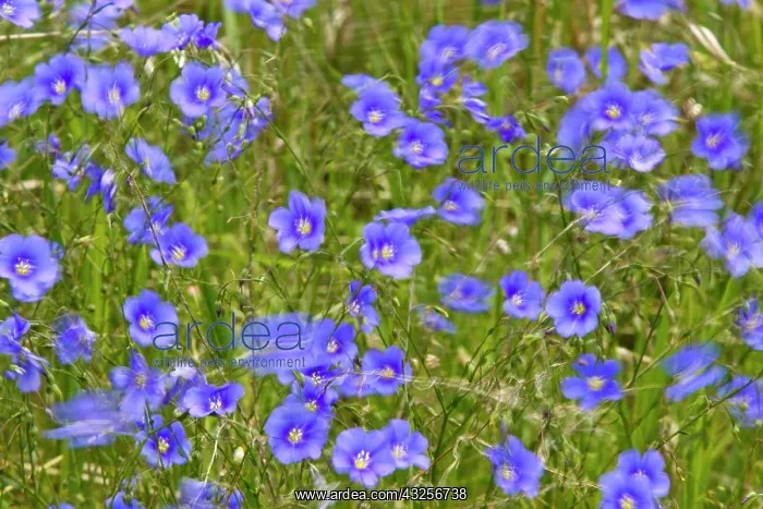 : blue Flax in the wind in the Little Missouri : blue Flax in the wind in the Little Missouri