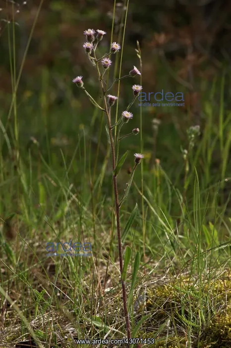 : Blue Fleabane (Erigeron acer). Melby Overdrev, Denmark : Blue Fleabane (Erigeron acer). Melby Overdrev, Denmark
