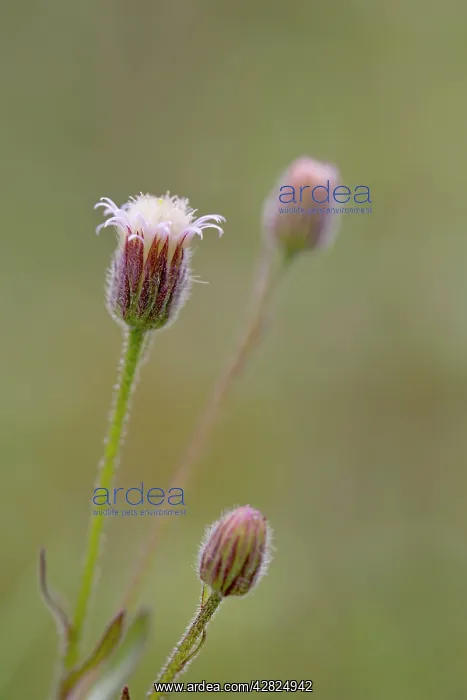: Blue Fleabane - summer : Blue Fleabane - summer