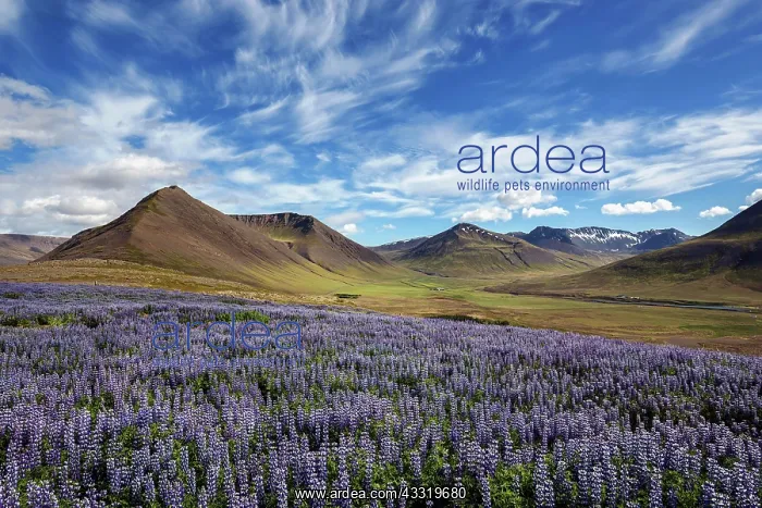 : Blue flowering Nootka lupins (Lupinus nootkatensis) : Blue flowering Nootka lupins (Lupinus nootkatensis)