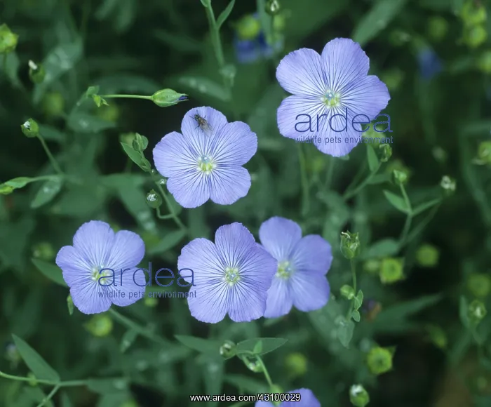 : Blue flowers of a linseed crop : Blue flowers of a linseed crop