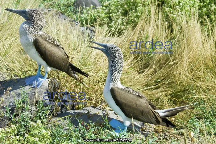 : Blue-footed boobies : Blue-footed boobies