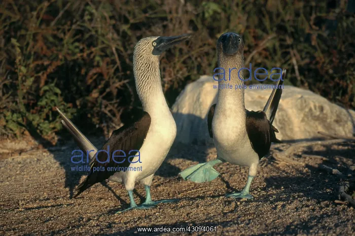 : Blue-footed Boobies : Blue-footed Boobies