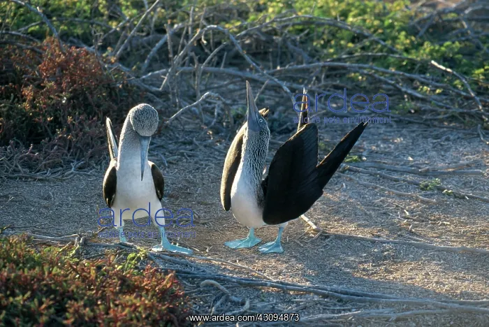 : Blue-Footed Boobies : Blue-Footed Boobies