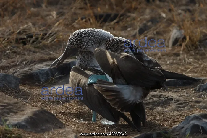 : Blue-footed Boobies copulating : Blue-footed Boobies copulating