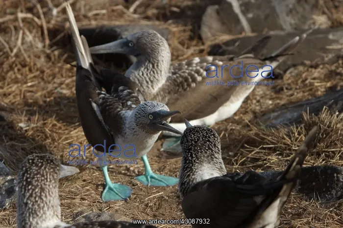 : Blue-footed Boobies fighting : Blue-footed Boobies fighting