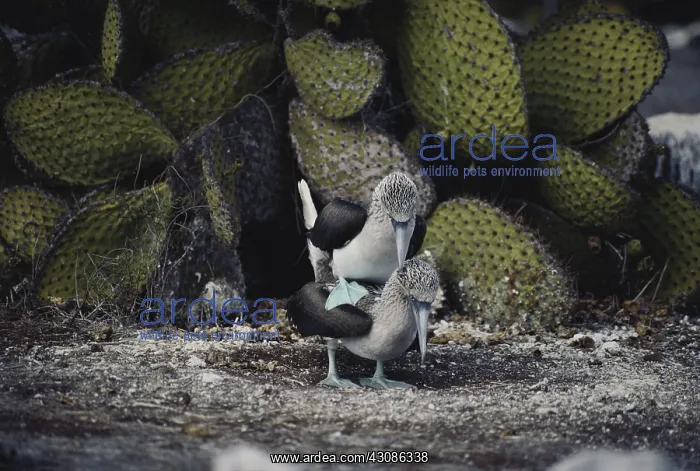 : Blue-footed Boobies Mating : Blue-footed Boobies Mating