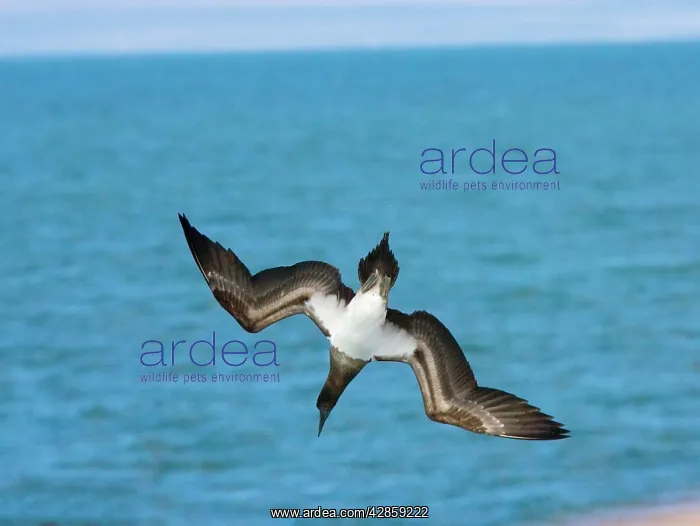 : Blue-footed Booby : Blue-footed Booby