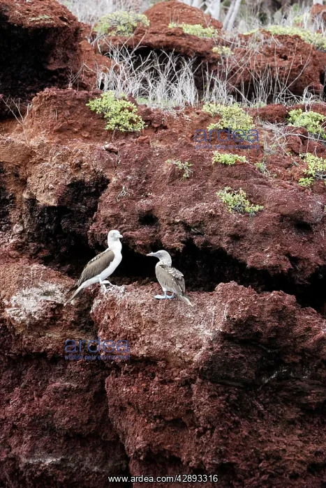 : Blue-Footed Booby - two : Blue-Footed Booby - two