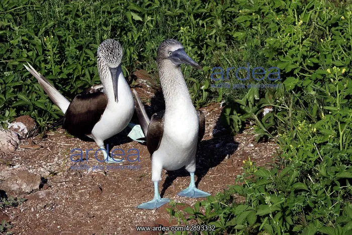 : Blue-Footed Booby - two : Blue-Footed Booby - two