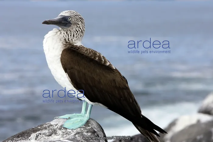 : Blue-Footed Booby : Blue-Footed Booby