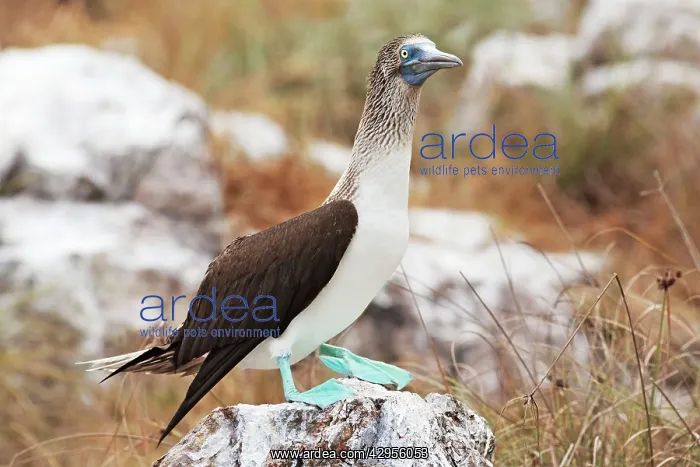 : Blue-footed Booby : Blue-footed Booby