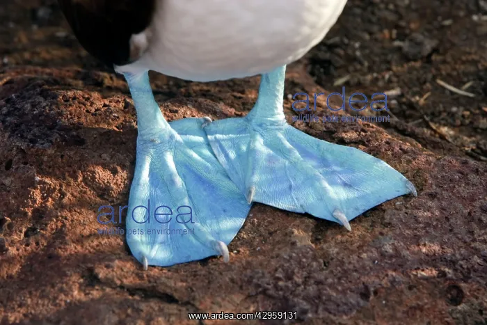 : Blue-footed Booby : Blue-footed Booby