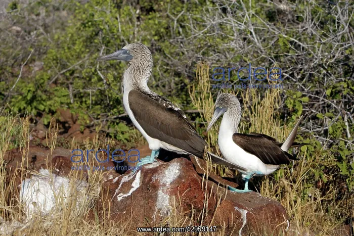 : Blue-footed Booby : Blue-footed Booby