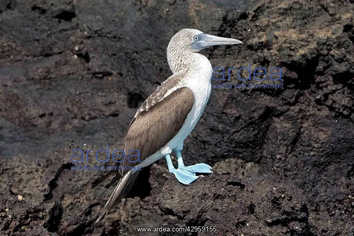 : Blue-footed Booby : Blue-footed Booby