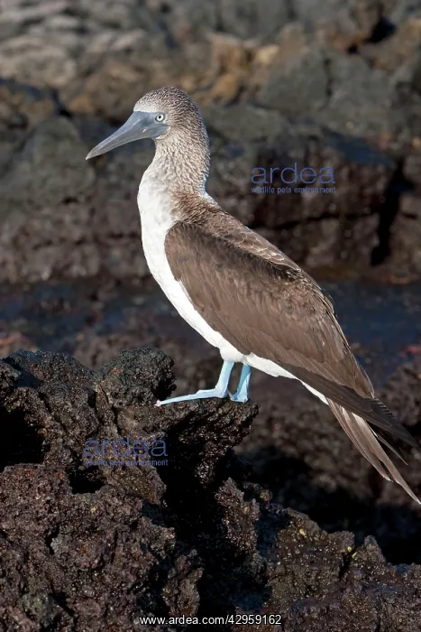 : Blue-footed Booby : Blue-footed Booby