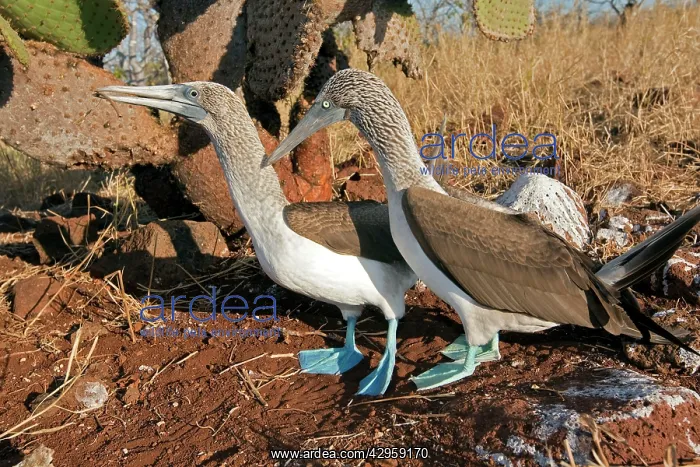 : Blue-footed Booby : Blue-footed Booby