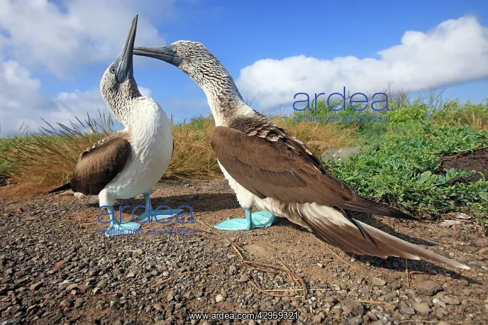 : Blue Footed Booby : Blue Footed Booby