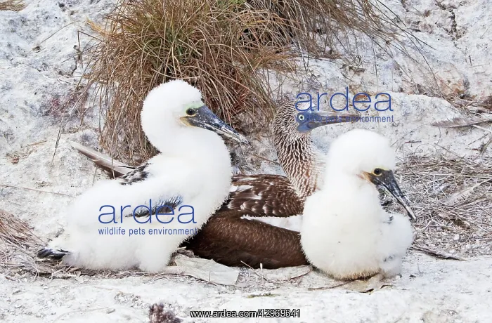 : Blue-footed Booby : Blue-footed Booby