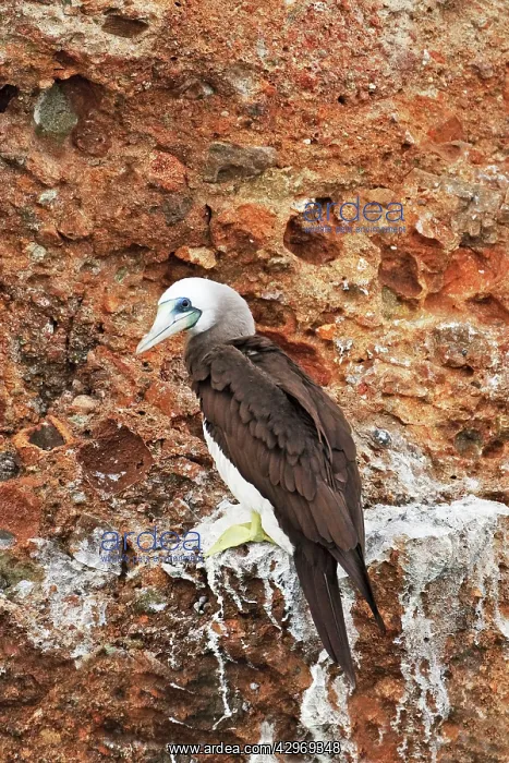 : Blue-footed Booby : Blue-footed Booby