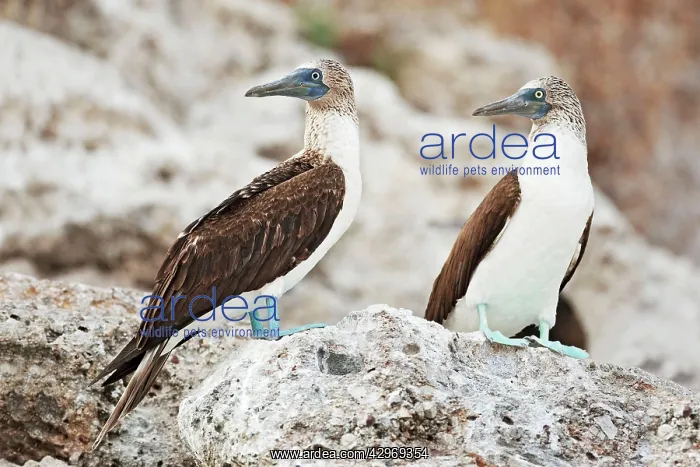 : Blue-footed Booby : Blue-footed Booby