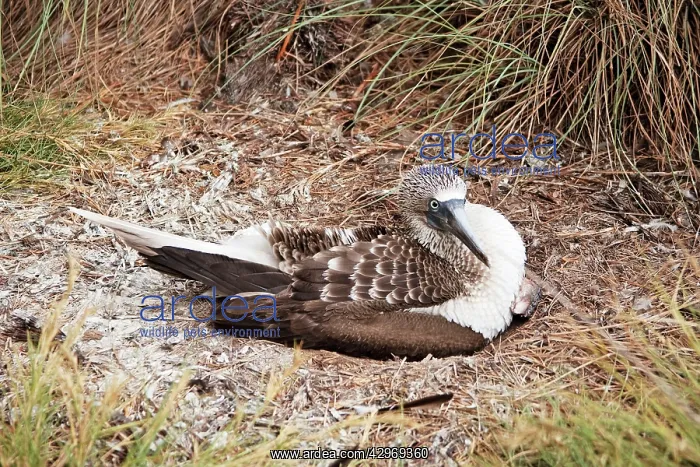 : Blue-footed Booby : Blue-footed Booby