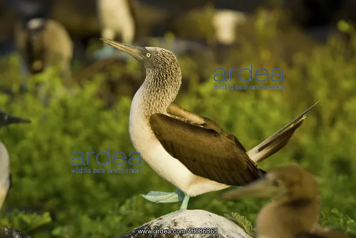 : Blue-footed booby : Blue-footed booby