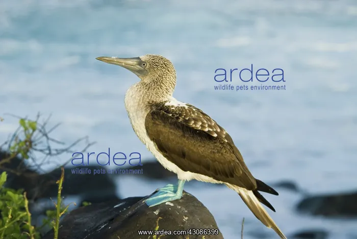 : Blue-footed booby : Blue-footed booby