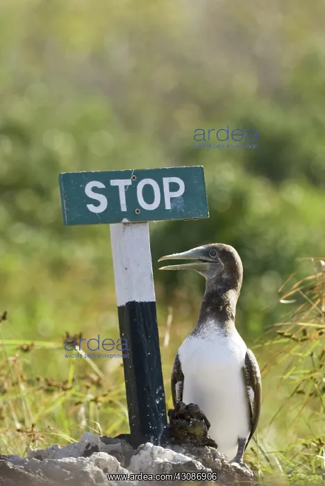 : Blue-footed booby : Blue-footed booby