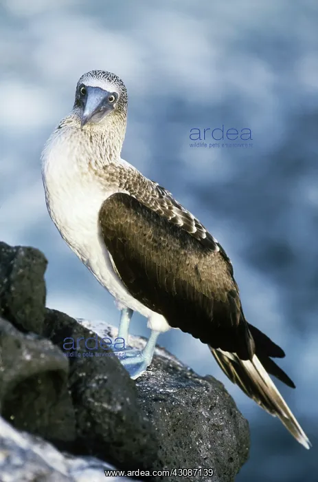 : Blue-Footed Booby : Blue-Footed Booby