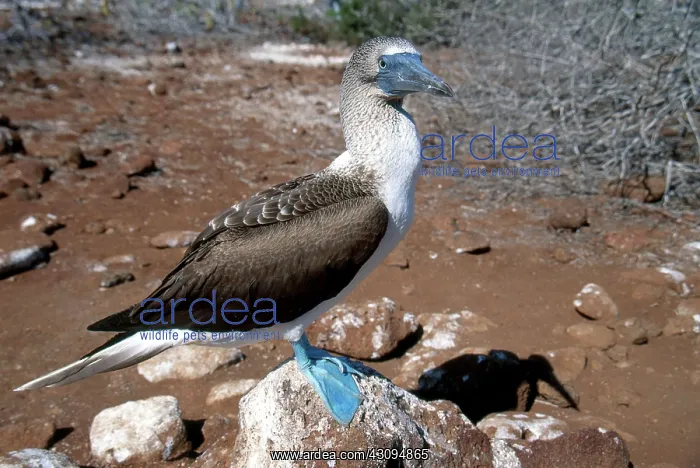 : Blue-Footed Booby : Blue-Footed Booby