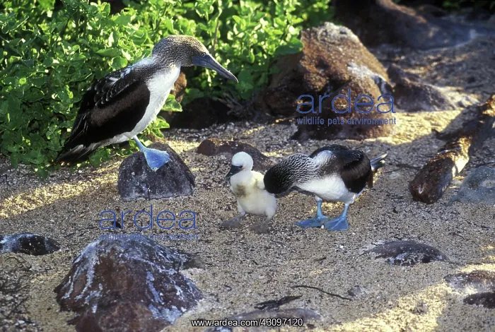 : Blue-Footed Booby : Blue-Footed Booby