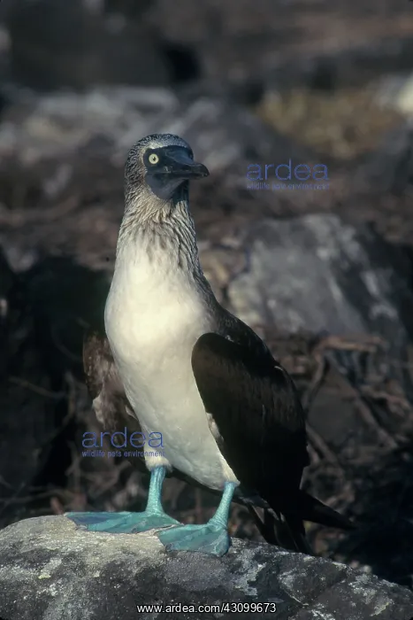 : Blue-footed Booby : Blue-footed Booby