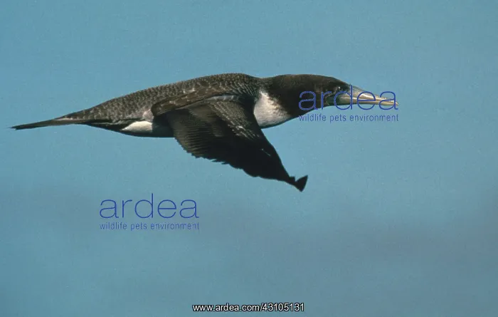 : Blue-footed Booby : Blue-footed Booby