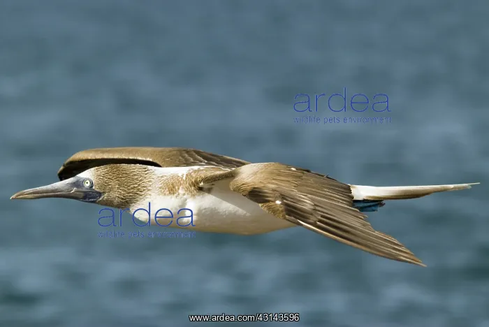 : Blue-footed booby : Blue-footed booby
